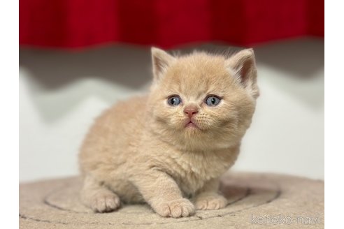 成約済の神奈川県のスコティッシュフォールド-92459の6枚目