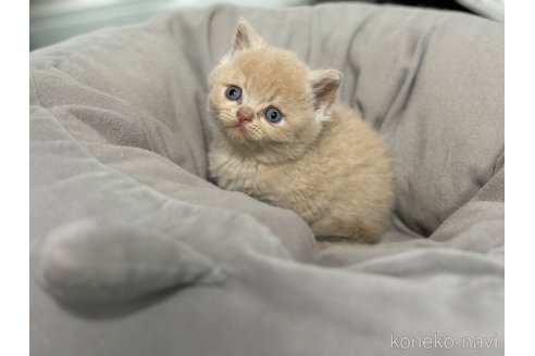 成約済の神奈川県のスコティッシュフォールド-92459の2枚目