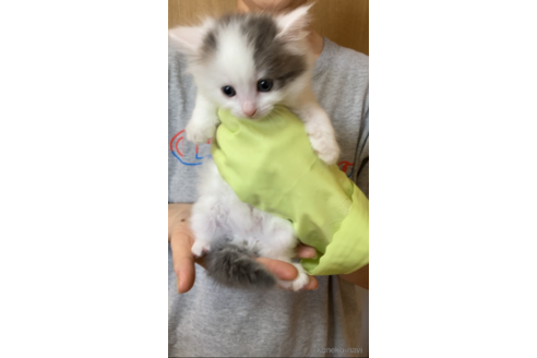 成約済の福岡県のノルウェージャンフォレストキャット-92472の4枚目