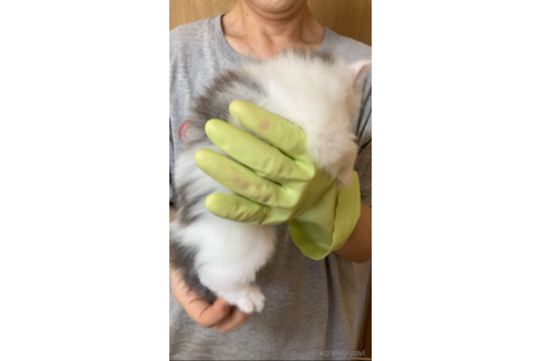 成約済の福岡県のノルウェージャンフォレストキャット-92472の5枚目