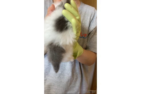 成約済の福岡県のノルウェージャンフォレストキャット-92472の6枚目