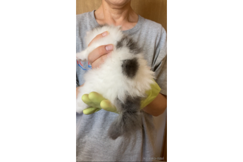 成約済の福岡県のノルウェージャンフォレストキャット-92472の7枚目
