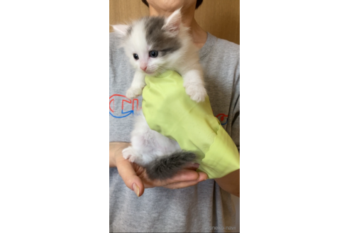 成約済の福岡県のノルウェージャンフォレストキャット-92472の2枚目
