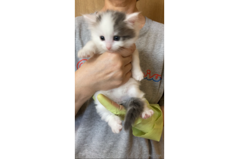 成約済の福岡県のノルウェージャンフォレストキャット-92472の1枚目