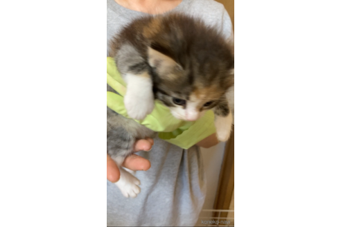 成約済の福岡県のノルウェージャンフォレストキャット-92473の7枚目