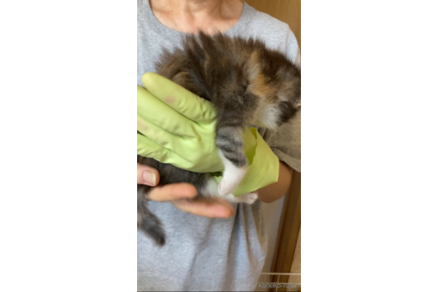 成約済の福岡県のノルウェージャンフォレストキャット-92473の4枚目
