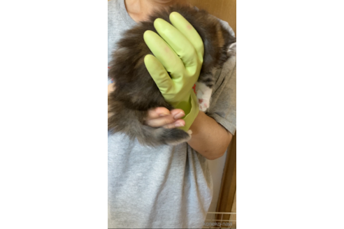 成約済の福岡県のノルウェージャンフォレストキャット-92473の5枚目