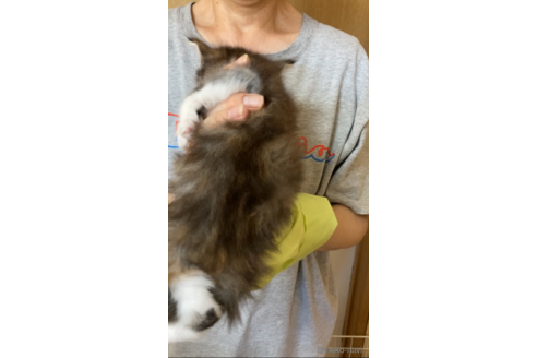 成約済の福岡県のノルウェージャンフォレストキャット-92473の3枚目