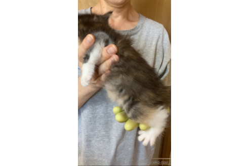 成約済の福岡県のノルウェージャンフォレストキャット-92473の6枚目