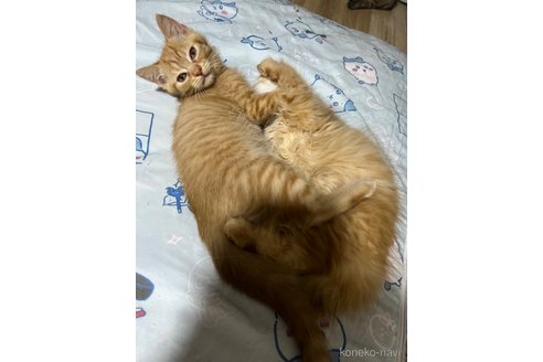 成約済の埼玉県のミックス-91538の3枚目