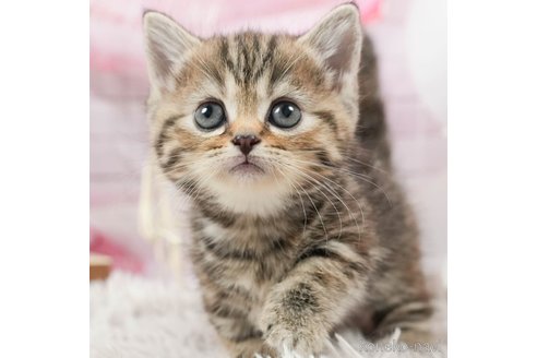 成約済の茨城県のマンチカン-92513の3枚目