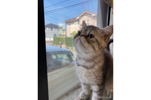 成約済の福岡県のエキゾチックショートヘア-92519の2枚目