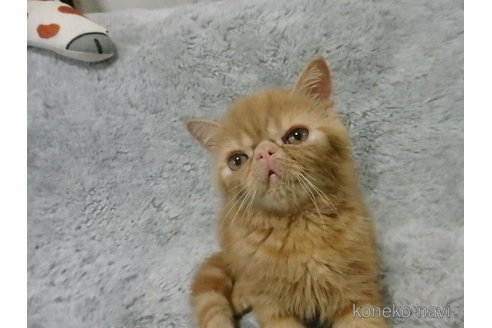 成約済の神奈川県のエキゾチックショートヘア-88220の28枚目