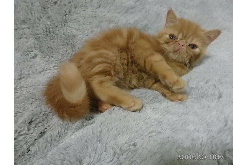 成約済の神奈川県のエキゾチックショートヘア-88220の27枚目