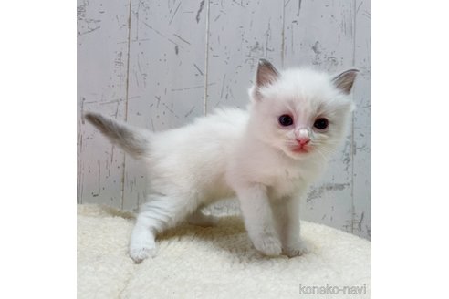成約済の千葉県のラグドール-92524の5枚目