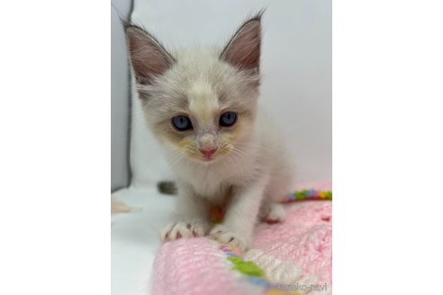 成約済の千葉県のラグドール-92540の8枚目