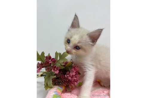 成約済の千葉県のラグドール-92540の5枚目