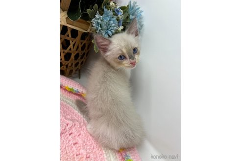 成約済の千葉県のラグドール-92547の2枚目