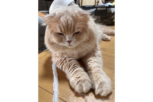まるにゃんくん1枚目
