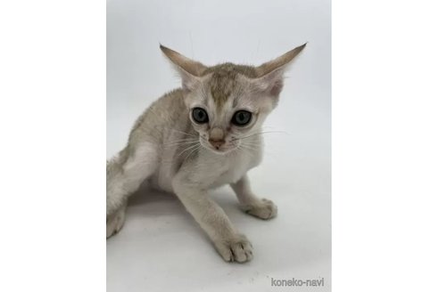 成約済の千葉県のシンガプーラ-92590の2枚目