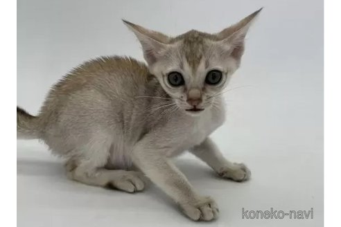 成約済の千葉県のシンガプーラ-92590の3枚目