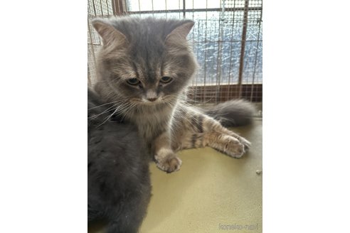 ししゃもちゃん1枚目