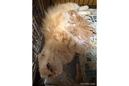 ししゃもちゃん1枚目