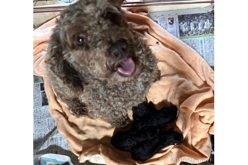ししゃもちゃん1枚目
