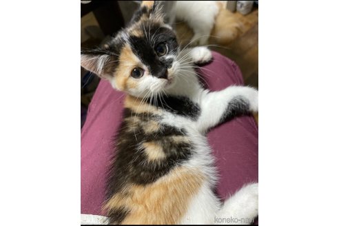 ししゃもちゃん1枚目