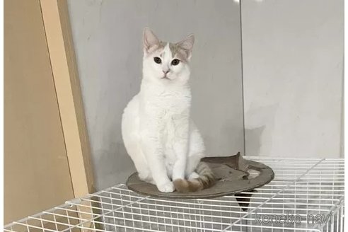 成約済の埼玉県のマンチカン-87870の3枚目