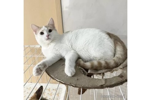 成約済の埼玉県のマンチカン-87870の4枚目