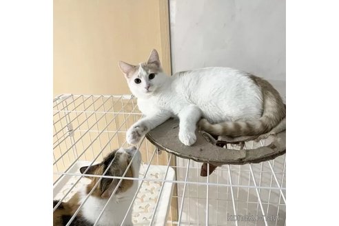 成約済の埼玉県のマンチカン-87870の5枚目