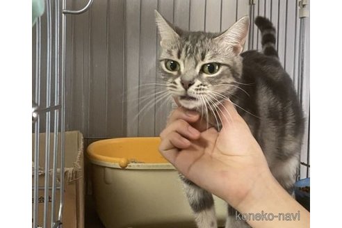 シェリーちゃん1枚目