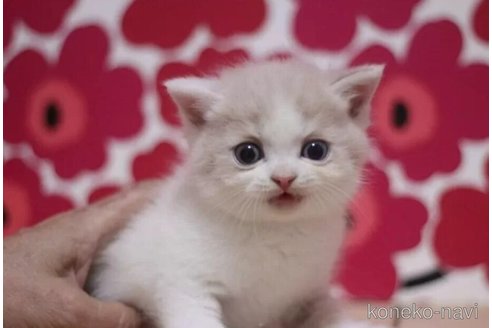 成約済の東京都のスコティッシュフォールド-92438の3枚目