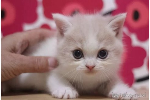 成約済の東京都のスコティッシュフォールド-92438の4枚目