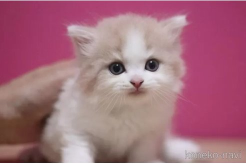 成約済の東京都のスコティッシュフォールド-92440の4枚目