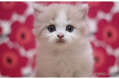 成約済の東京都のスコティッシュフォールド-92440の5枚目