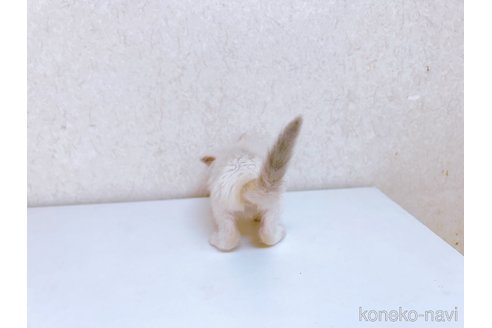 成約済の東京都のラグドール-92654の2枚目