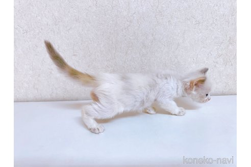 成約済の東京都のラグドール-92654の3枚目