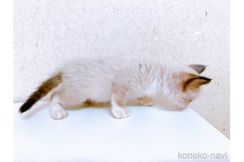 成約済の東京都のラグドール-92656の3枚目