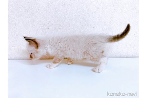 成約済の東京都のラグドール-92656の4枚目