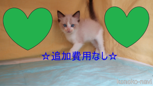 成約済の東京都のラグドール-92683