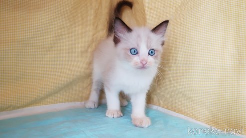 成約済の東京都のラグドール-92683の2枚目