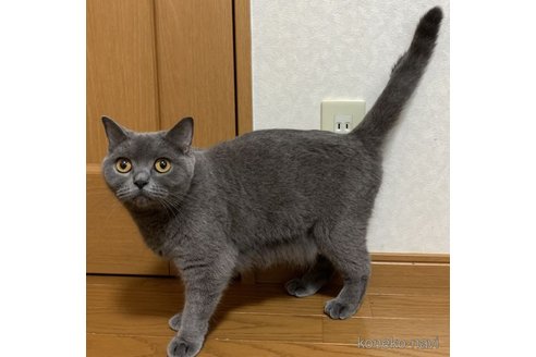 の静岡県の-