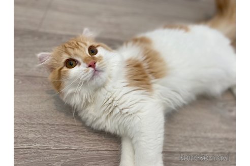 成約済の茨城県のスコティッシュフォールド-80047の2枚目