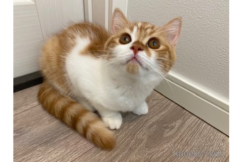 成約済ののスコティッシュフォールド-92685