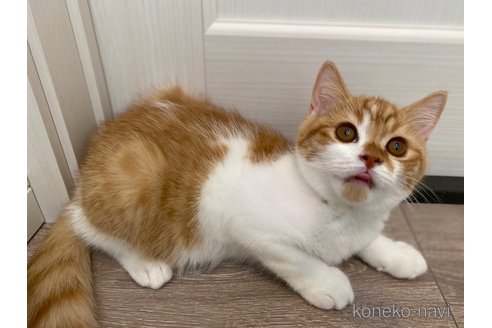 成約済の茨城県のスコティッシュフォールド-92685の5枚目