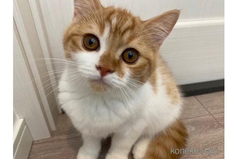 成約済の茨城県のスコティッシュフォールド-92685の4枚目