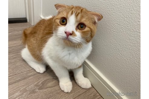 成約済の茨城県のスコティッシュフォールド-92686の6枚目