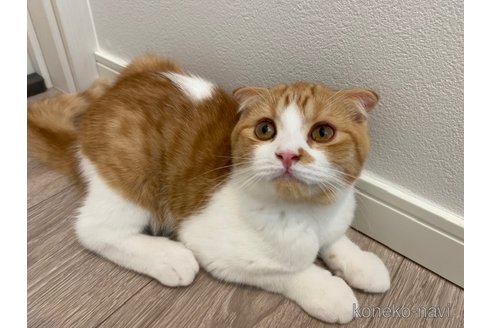 成約済の茨城県のスコティッシュフォールド-92686の5枚目